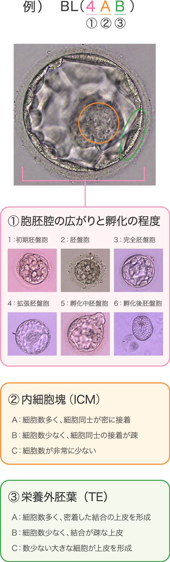 出産予定日 胚盤胞